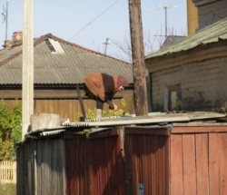 Фотаконкурс “Будзьма беларусамі!” Алесь Чыгір