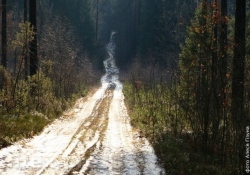 Па сцежках-дарожках баранавіцкага і слонімскага заказнікаў (Фотасафары)
