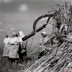 Дажынкі