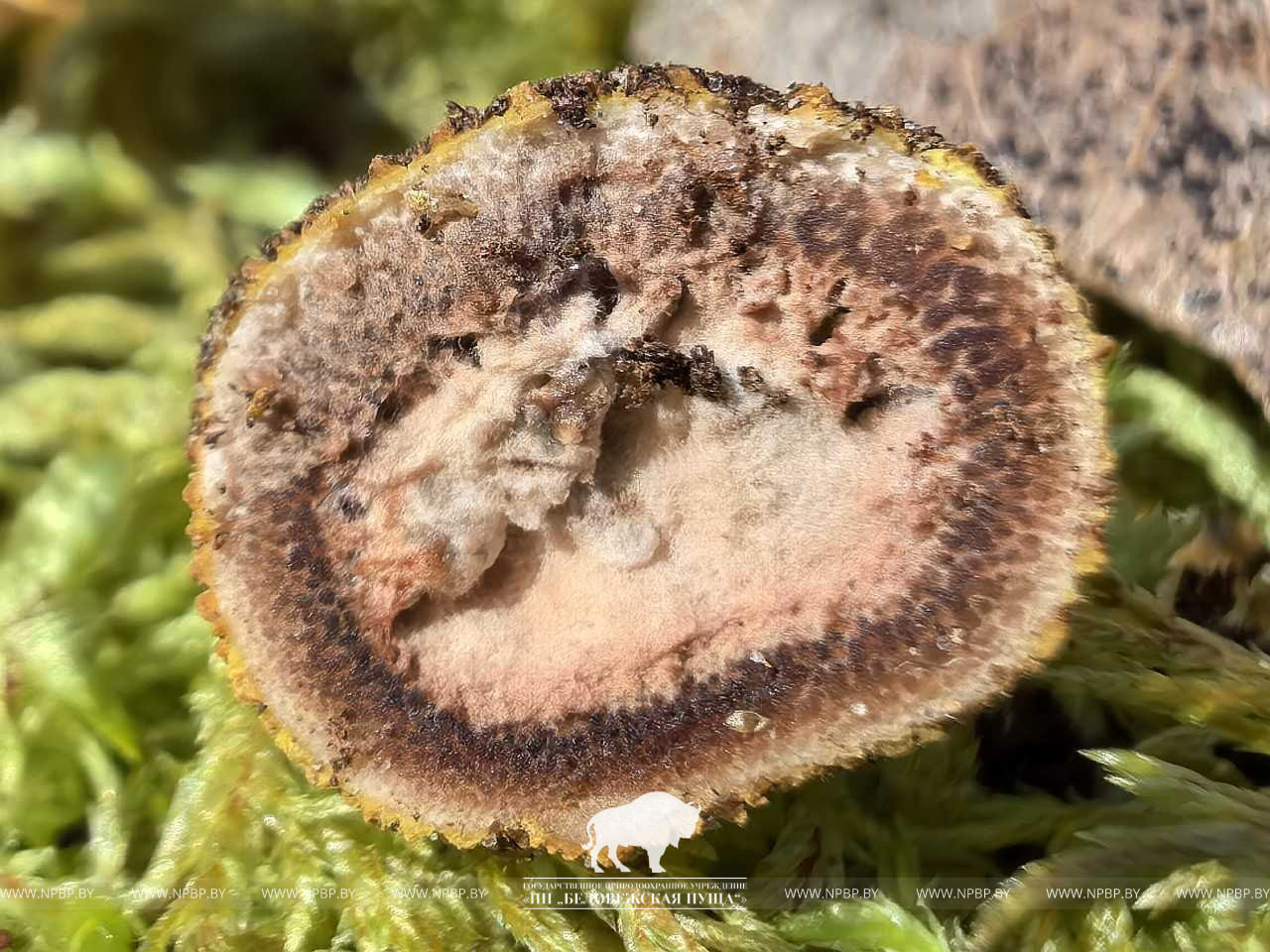 Elaphomyces muricatus