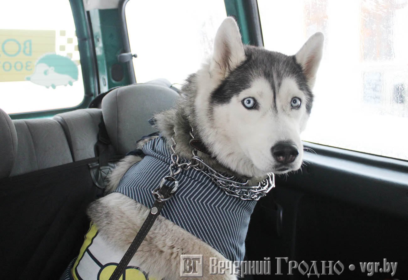taxi_vozhyk_10.jpg