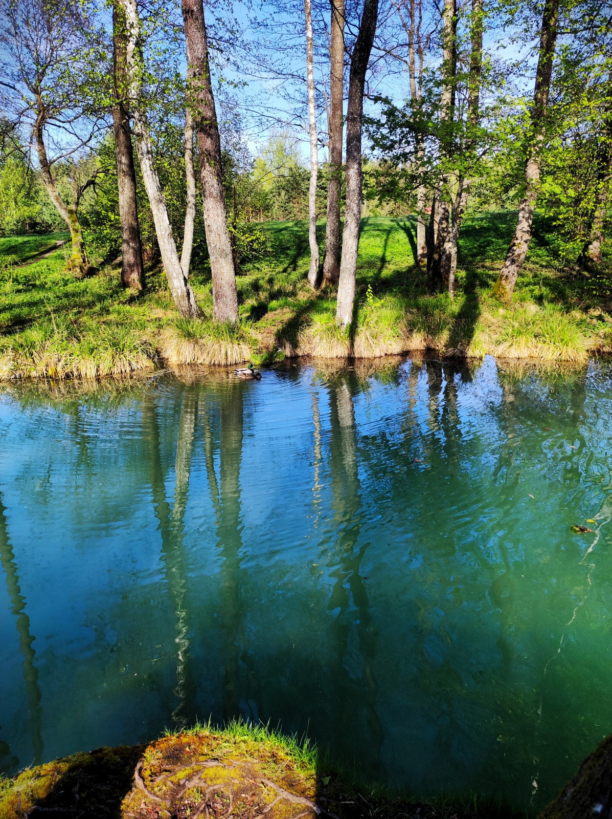 Krynica-Sina-Kalodzezh