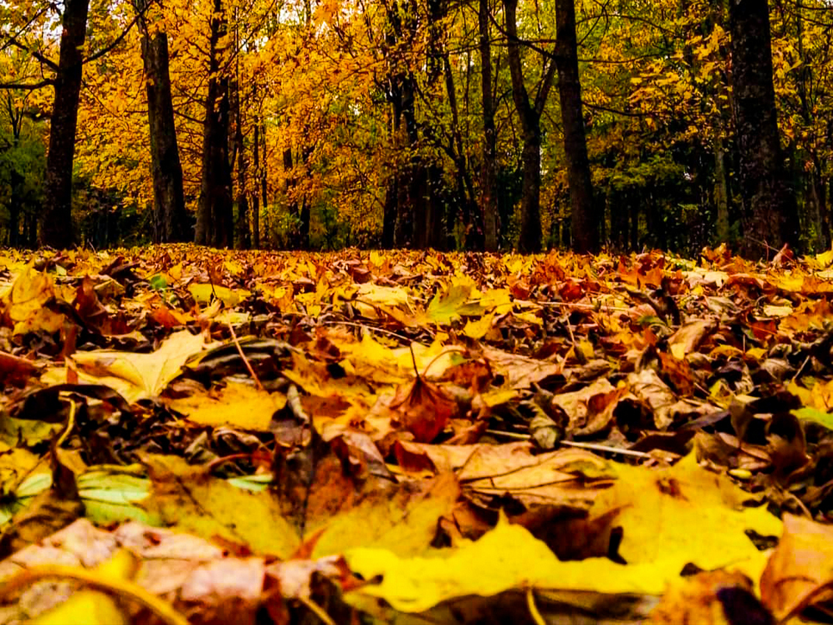 Park u Niasvižy