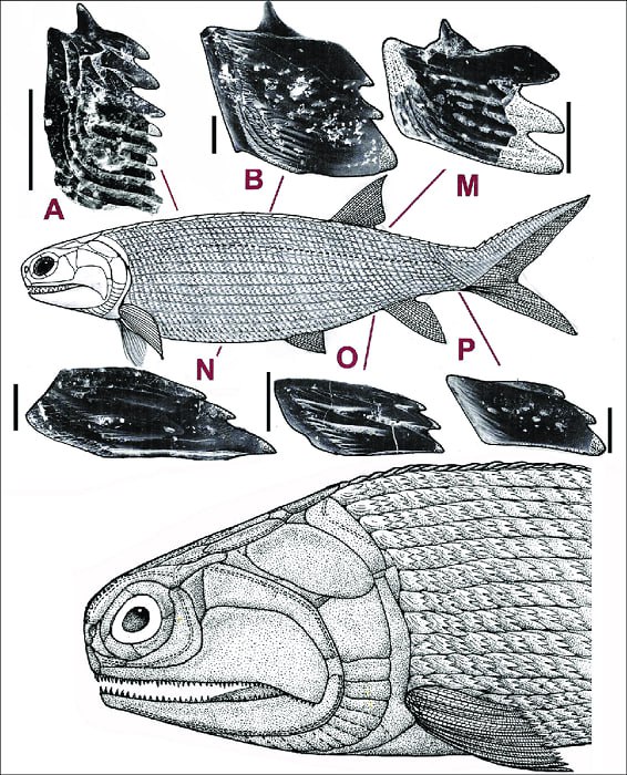 Moythomasia