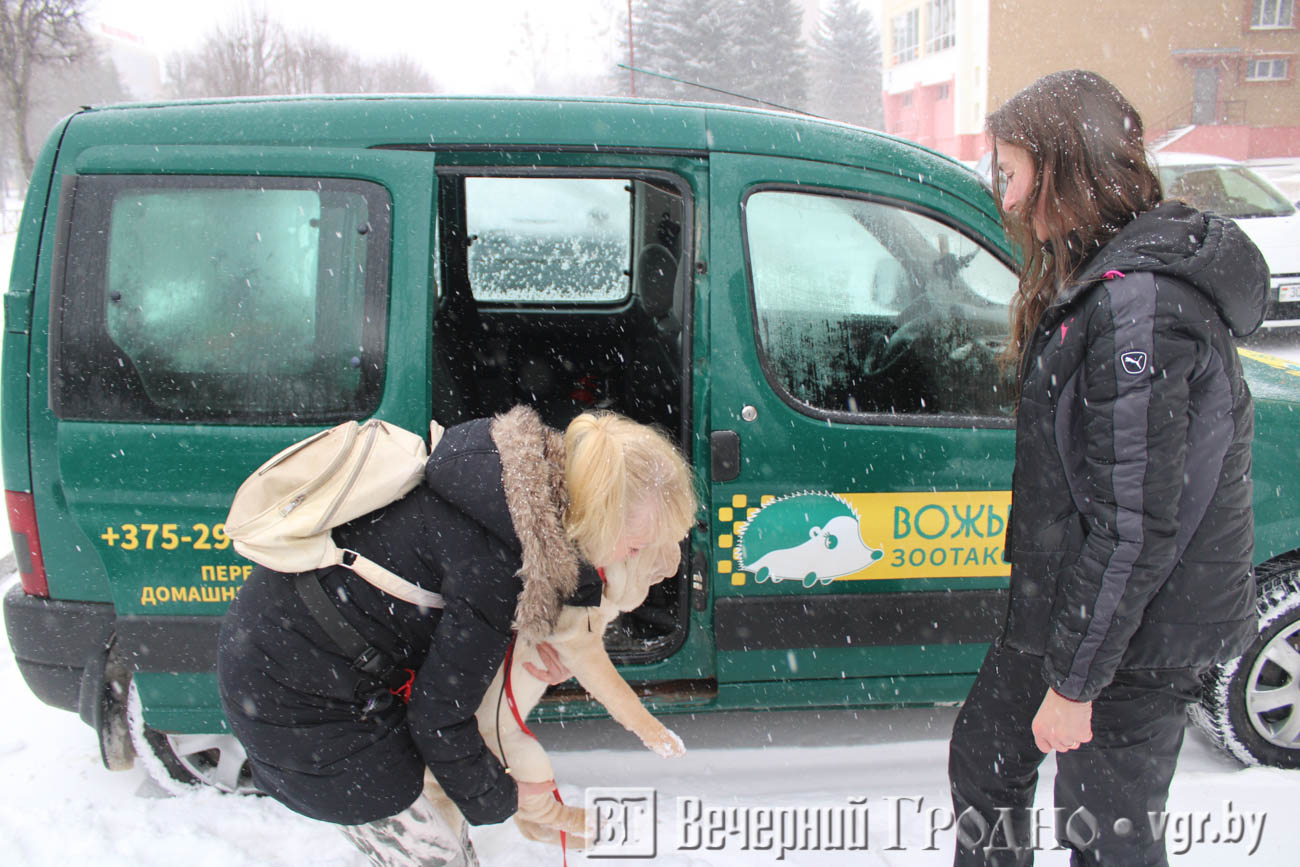 taxi_vozhyk_04.jpg