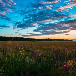 Мураванка