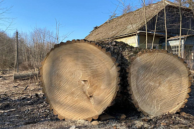 «Добраўпарадкаванне» на аскепках гісторыі. Жыхары вёскі змагаюцца з уладамі за парк сядзібы Навіцкіх