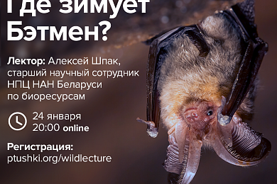 Дзе зімуе Бэтмэн? Спецыяліст па кажанах распавядзе пры жыццё рукакрылых