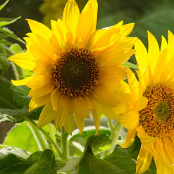 Афіша на выходныя