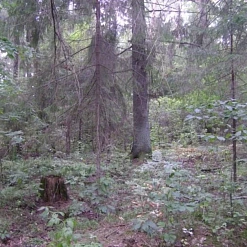 Добрушскія ельнікі