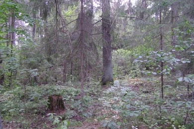 Добрушскія ельнікі