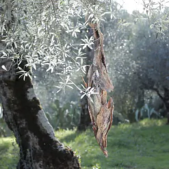 «Ты ёсць сад»