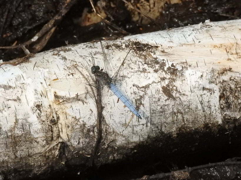 страказа малая блакітная (Orthetrum coerulescens). Дзяніс Кіцель 1.jpg страказа малая блакітная (Orthetrum coerulescens). Дзяніс Кіцель 1.jpg