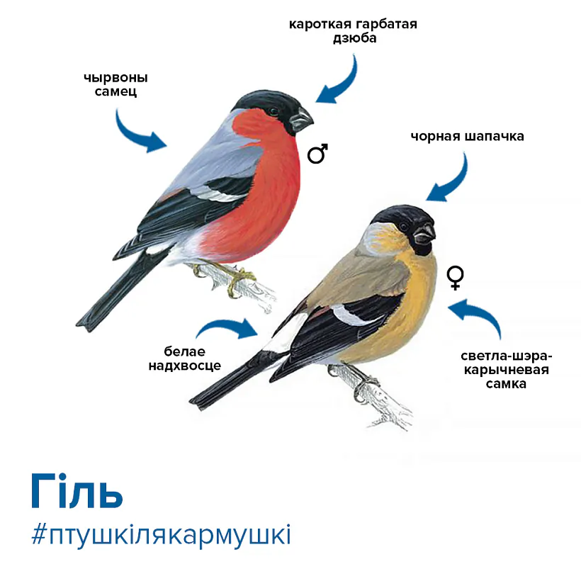 снегири.jpg снегири.jpg