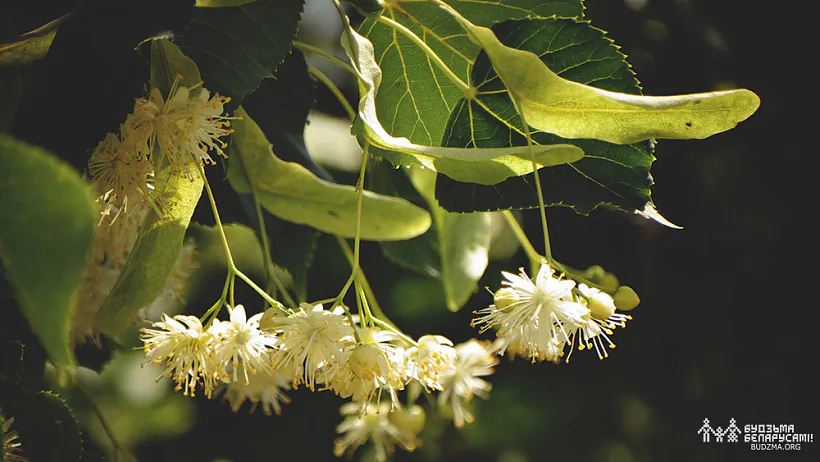 Ліпень у Беларусі Ліпень у Беларусі