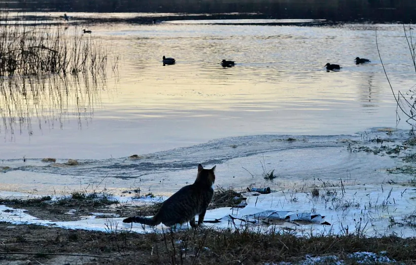Nad Dzvinoj u Polacku. 2019 h. Nad Dzvinoj u Polacku. 2019 h.