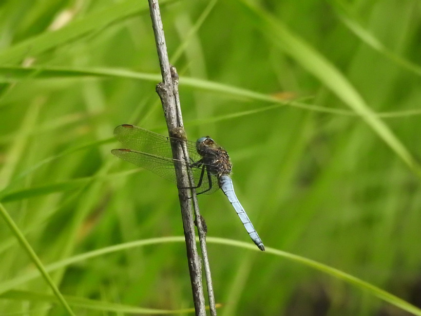 страказа малая блакітная (Orthetrum coerulescens). Дзяніс Кіцель 2.jpg страказа малая блакітная (Orthetrum coerulescens). Дзяніс Кіцель 2.jpg