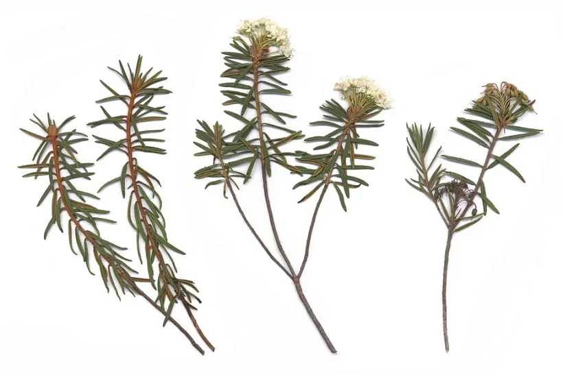 Bahun (Ledum palustre) 