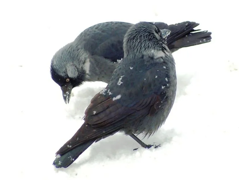 Kauki-Iryna-Samusenka-800.jpg Kauki-Iryna-Samusenka-800.jpg