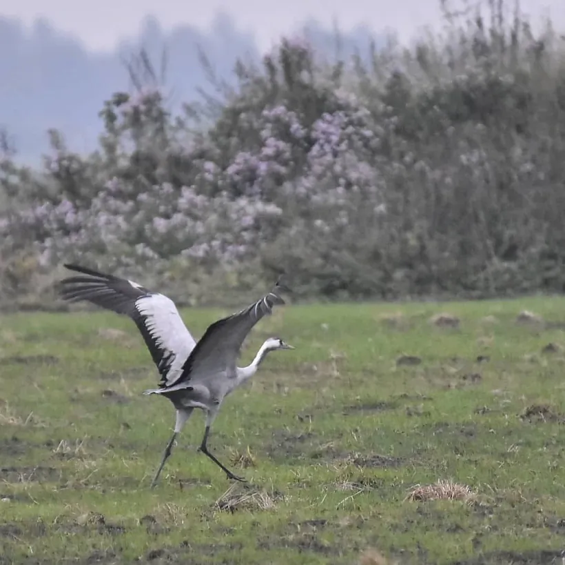 Журавель Іна Субоціна.jpg Журавель Іна Субоціна.jpg