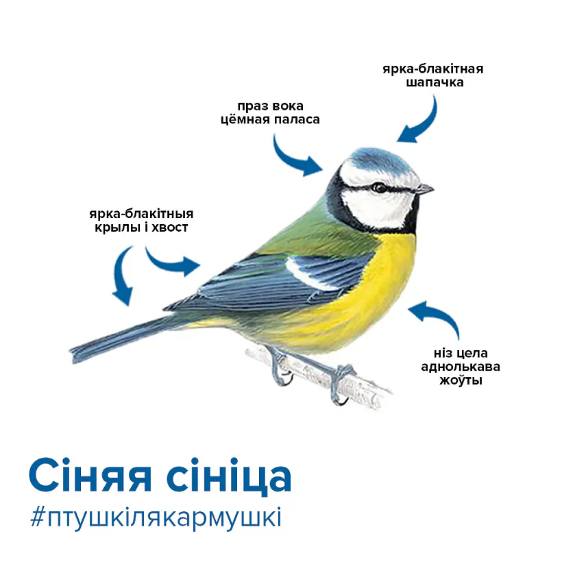 синяя синица 1.jpg синяя синица 1.jpg