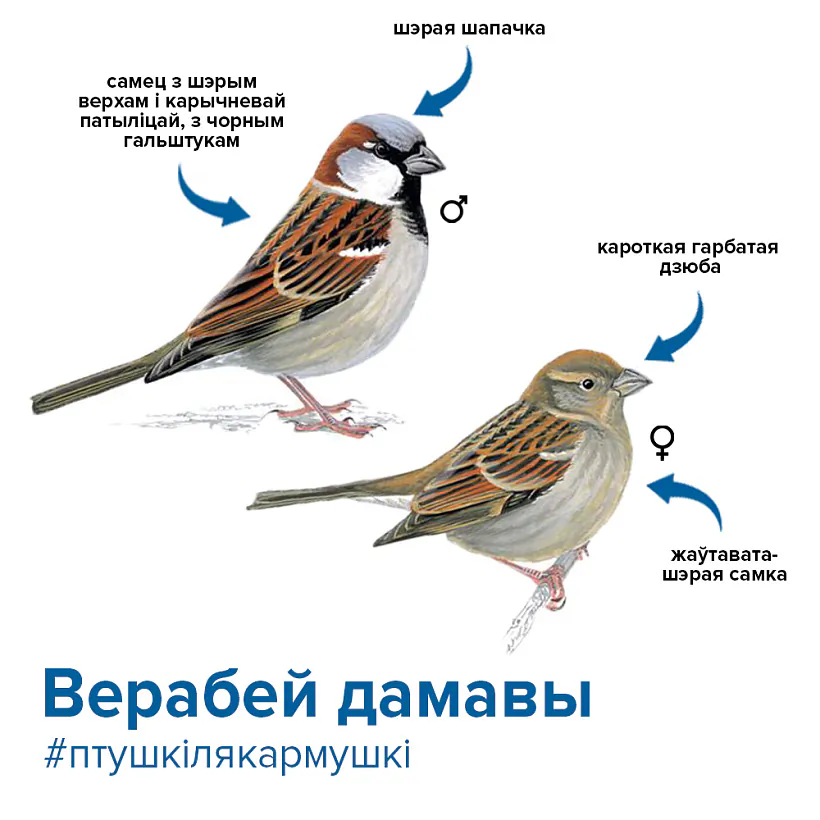 домовые воробьи.jpg домовые воробьи.jpg