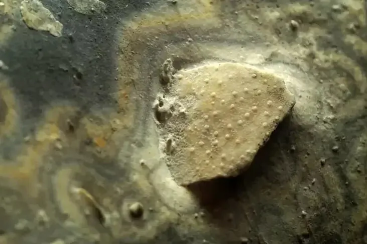 Plascina pancyrnaj ryby Plascina pancyrnaj ryby