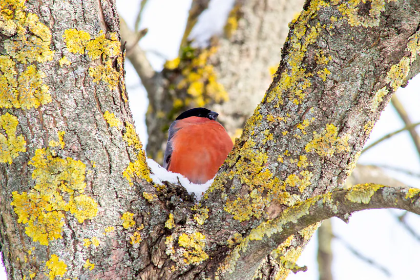 002 - копія.jpg