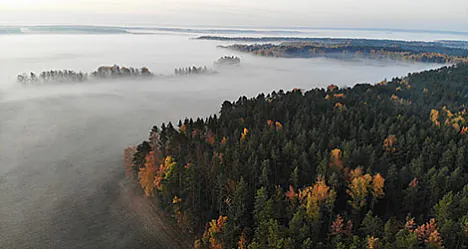 Белавежская пушча.jpg Белавежская пушча.jpg