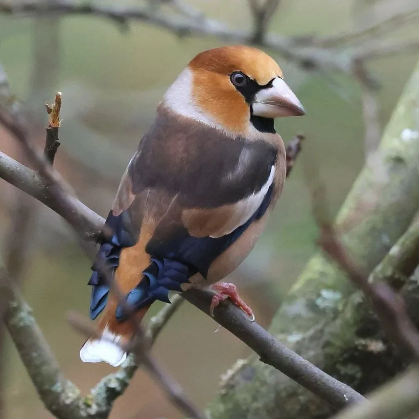 Дубонос Инна Шкурко 4.jpg