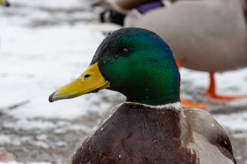 002 - копія.jpg