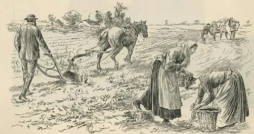 Iliustracyja «Bielaruskija sialianie sadziać buĺbu» Iliustracyja «Bielaruskija sialianie sadziać buĺbu»