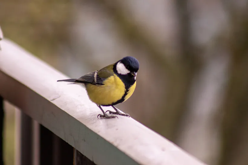 002 - копія.jpg