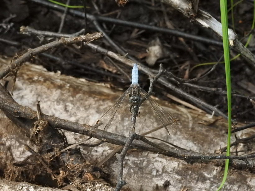 страказа малая блакітная (Orthetrum coerulescens). Дзяніс Кіцель 3.jpg страказа малая блакітная (Orthetrum coerulescens). Дзяніс Кіцель 3.jpg