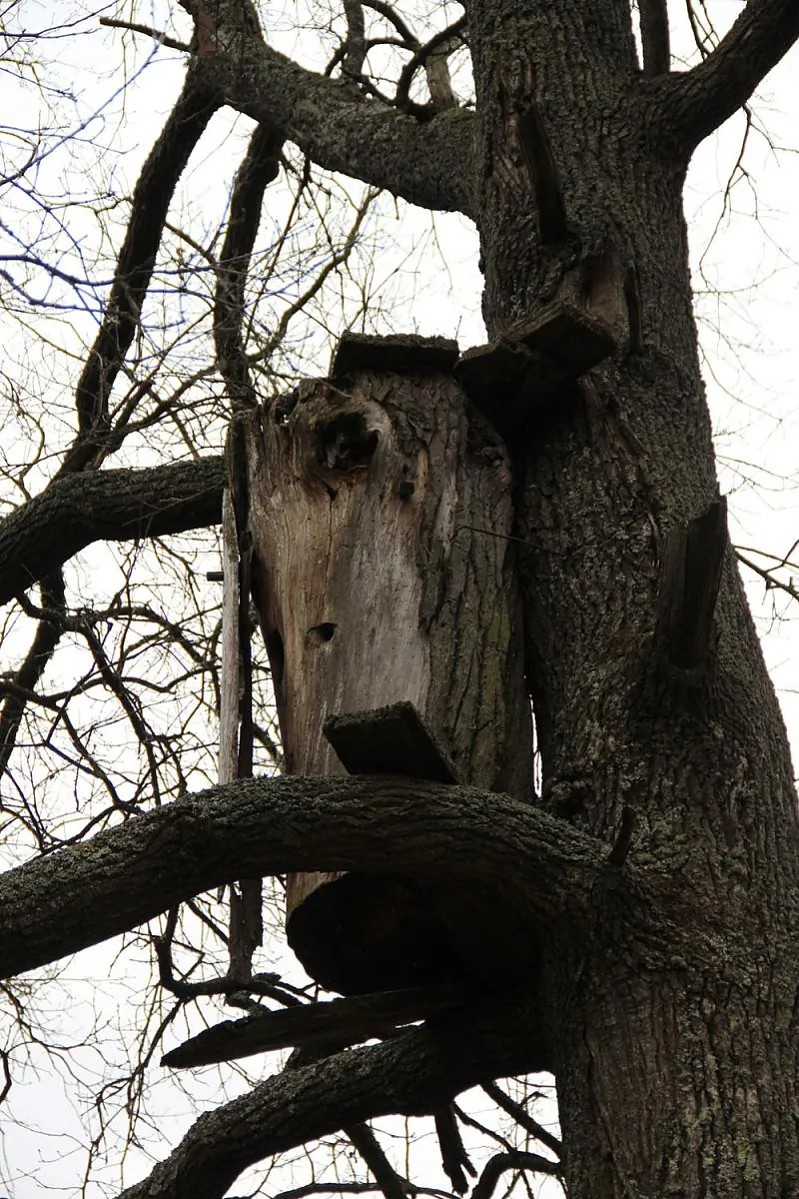 лыка.jpg лыка.jpg