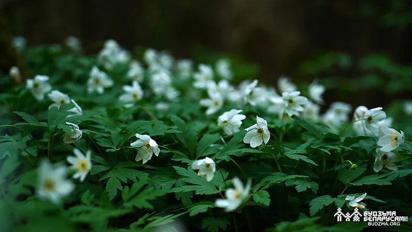Viasna