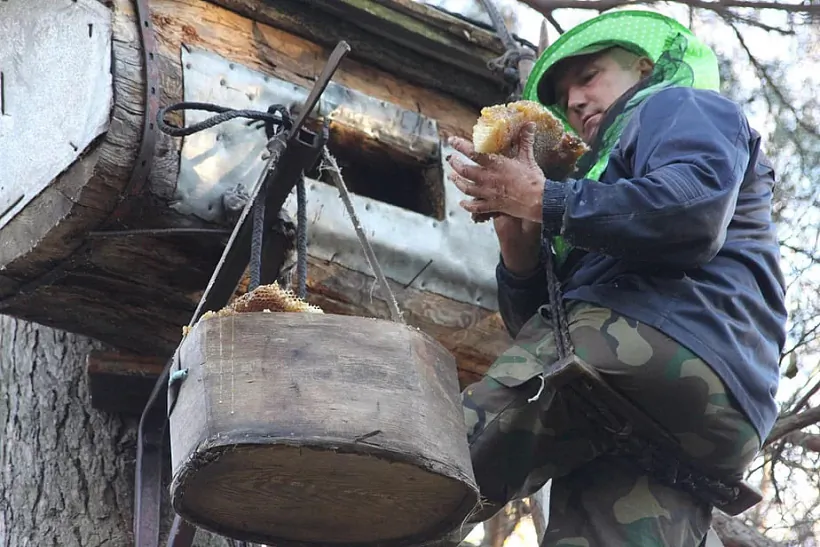 Bortnik dastaje scieĺnik z miodam z kalody