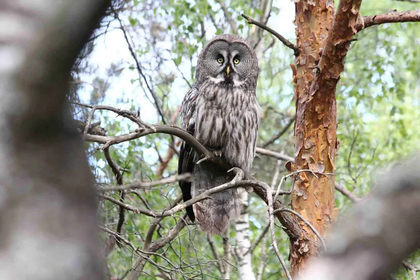 Baradataja kuhakaŭka ŭ zakazniku