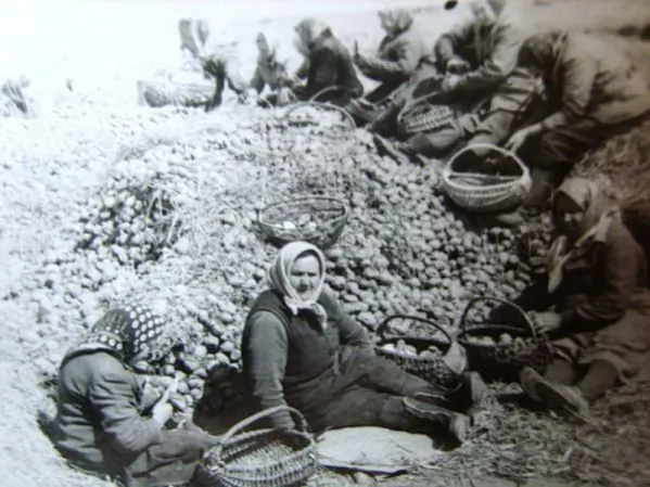 pierabirajuc-bulbu.jpg pierabirajuc-bulbu.jpg