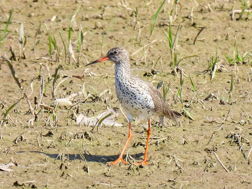 Травник. Makoto Miharu.jpg Травник. Makoto Miharu.jpg