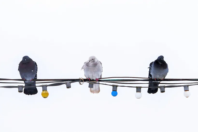 Новогоднее настроение, фото t.meptu6ki.jpg Новогоднее настроение, фото t.meptu6ki.jpg