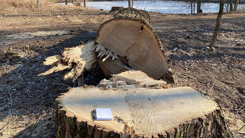 пни здоровых деревьев 2.jpg пни здоровых деревьев 2.jpg