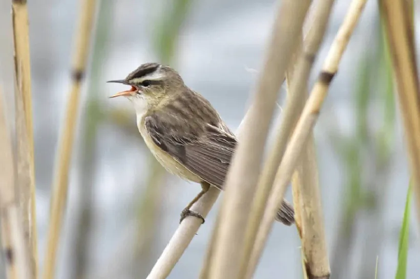 Камышовка-барсучок Инна Субботина.JPG