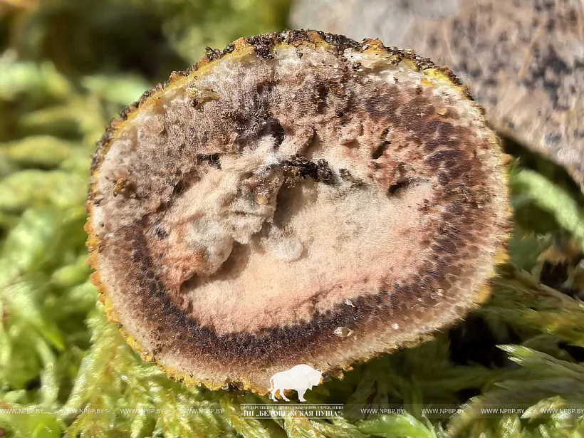 Elaphomyces muricatus Elaphomyces muricatus