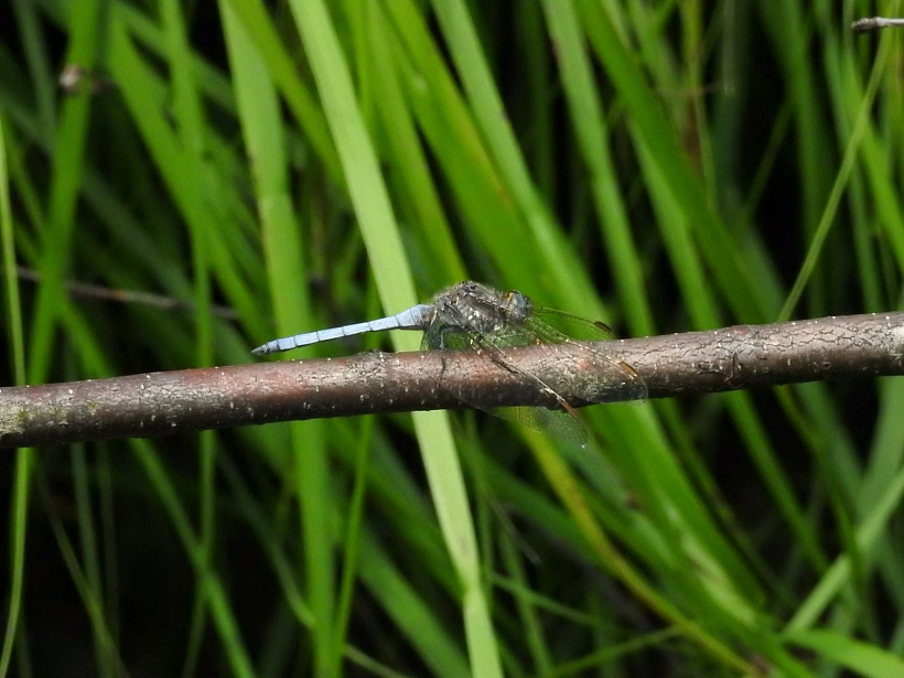 страказа малая блакітная (Orthetrum coerulescens). Дзяніс Кіцель 4.jpg страказа малая блакітная (Orthetrum coerulescens). Дзяніс Кіцель 4.jpg