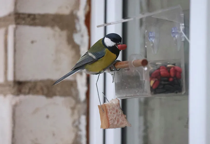 Большая синица на оконной кормушке. Фото Инны Шкурко.jpg Большая синица на оконной кормушке. Фото Инны Шкурко.jpg