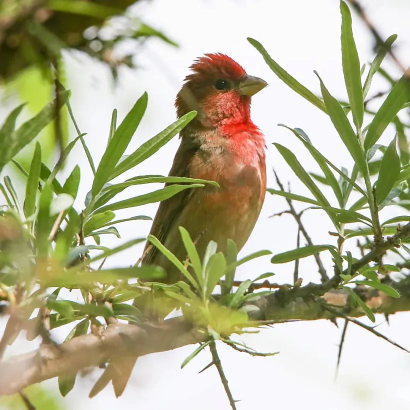Чечевица. Фото Виталия Некрашевича, Брест.jpg Чечевица. Фото Виталия Некрашевича, Брест.jpg