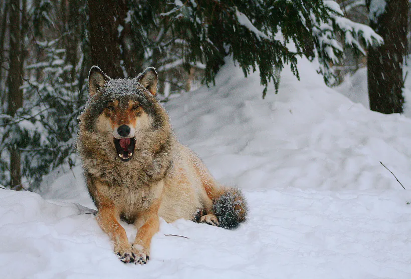 Волк, Игорь Бышнёв.JPG
