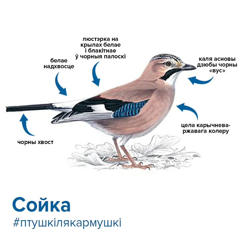 сойка.jpg сойка.jpg