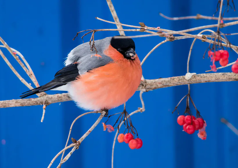 Снегирь _ гіль, Владимир Бондарь.jpg Снегирь _ гіль, Владимир Бондарь.jpg